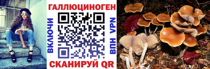 дарнет шоп  Армавир  Псилоцибиновые грибы GOLDEN TEACHER 